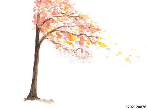 500x371 Autumn Tree On White, Watercolor Illustrator Stock Photo And