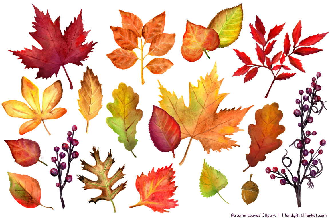 1160x772 Watercolor Autumn Leaves Amp Branches Clipart By Amanda Ilkov