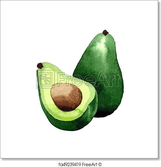 561x581 Free Art Print Of Exotic Kiwi And Avocado Wild Frukt In A