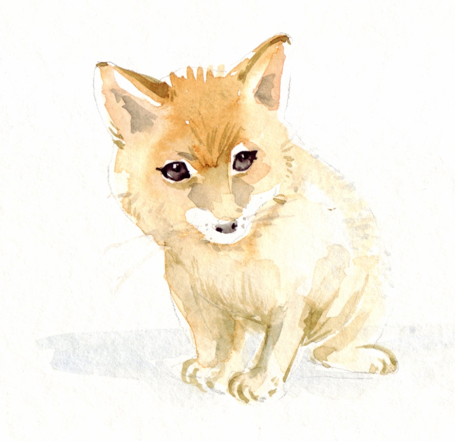 888x862 Baby Fox Painted In Winsorampnewton Watercolors Ioana Avram