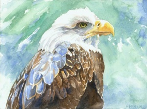 300x222 Bald Eagle Watercolor On Paper Boardman 72dpi Friends Of Maine