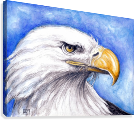 429x382 Bald Eagle Attitude Watercolor