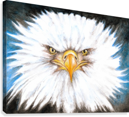429x388 Bald Eagle Gaze Watercolor