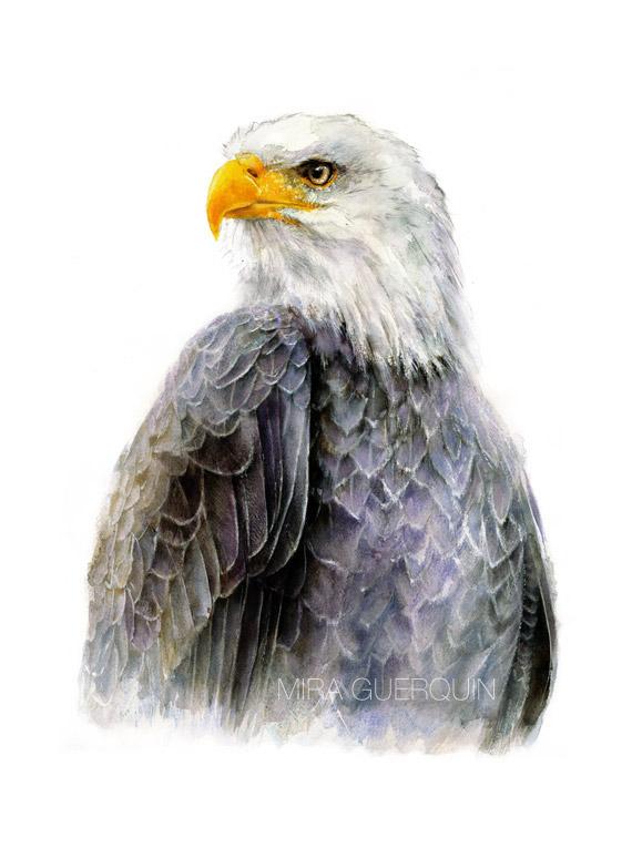 570x774 Bald Eagle Watercolor Archival Print Mira Guerquin Watercolors