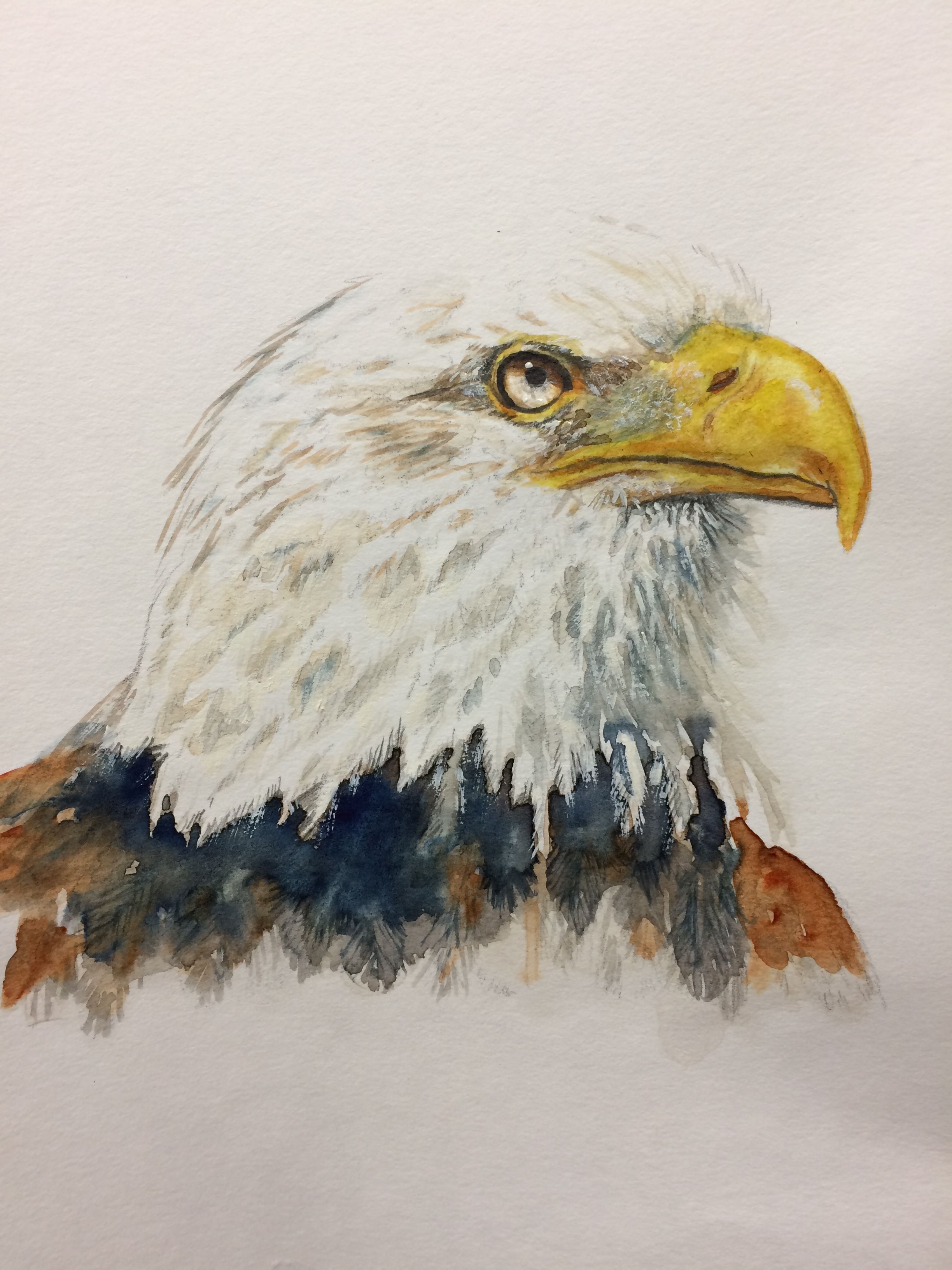 2448x3264 Bald Eagle Watercolor By Laura Kirste Campbell My Paintings