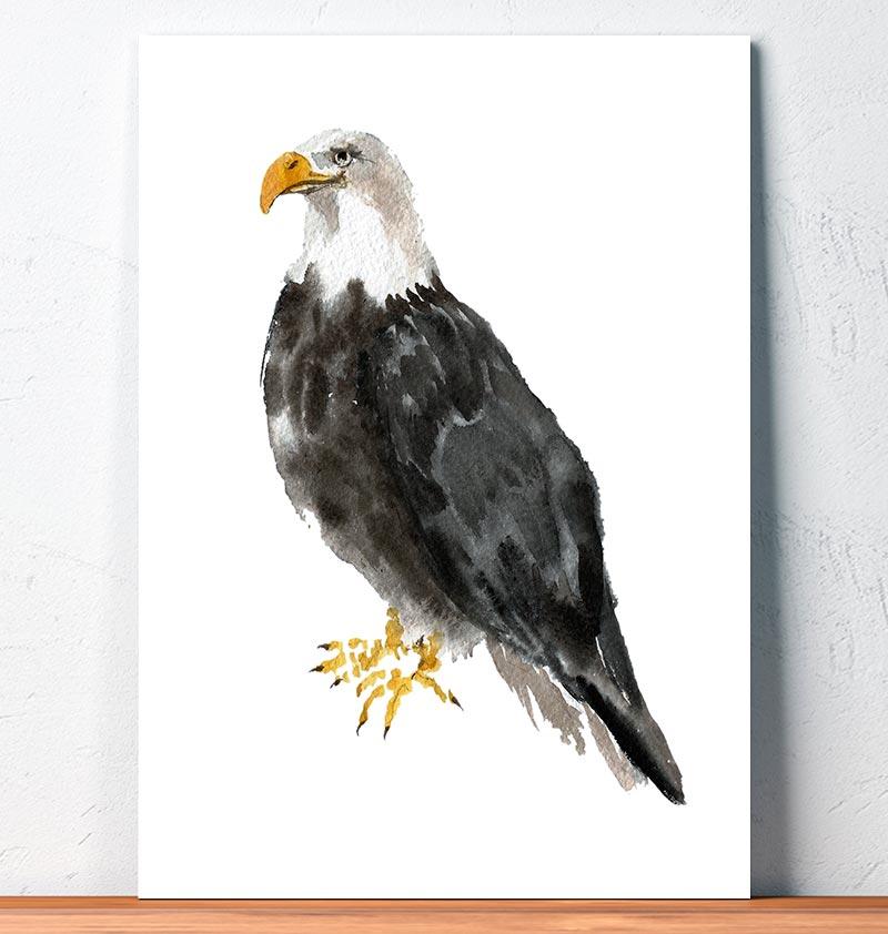 800x842 Bald Eagle
