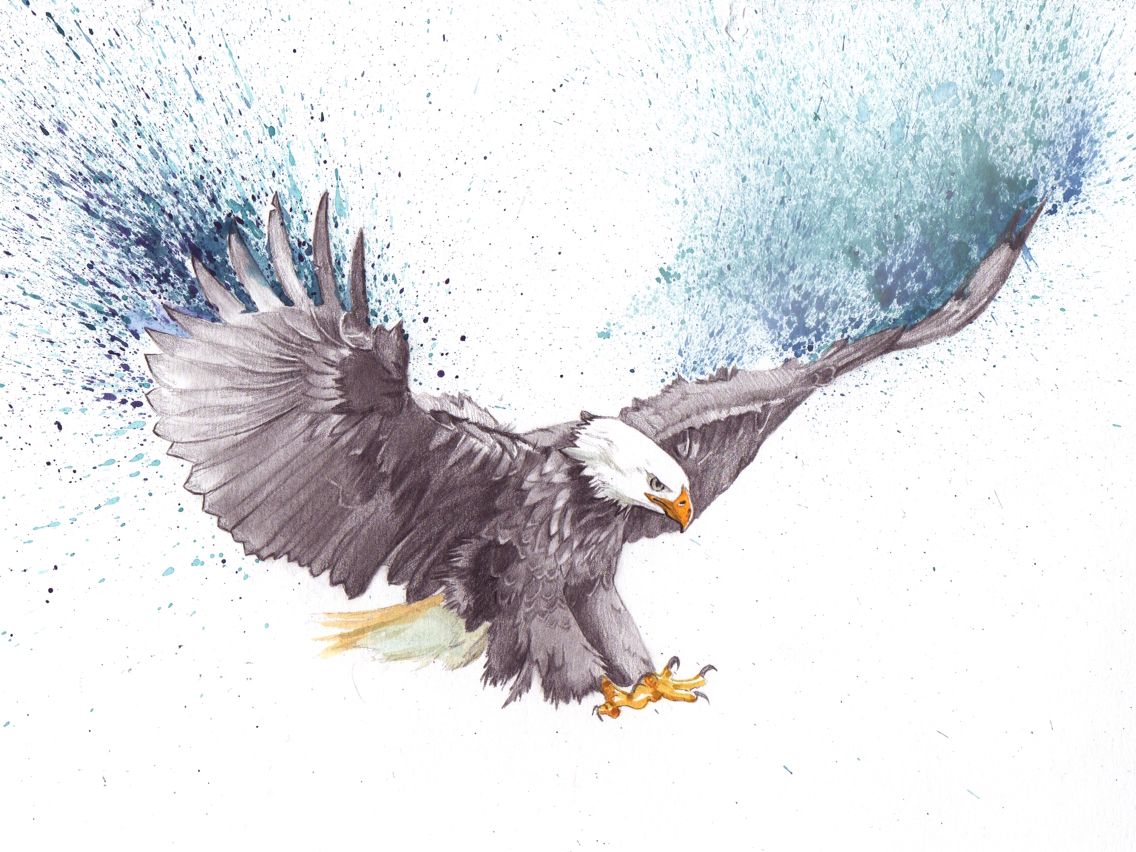 1136x852 Bald Eagle Drawing