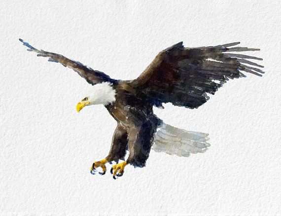 570x440 Eagle Painting Beautiful Eagle Watercolor Painting Art Print Bird