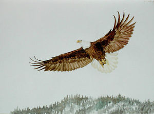 300x223 Original Watercolor Painting American Bald Eagle Sally Porter