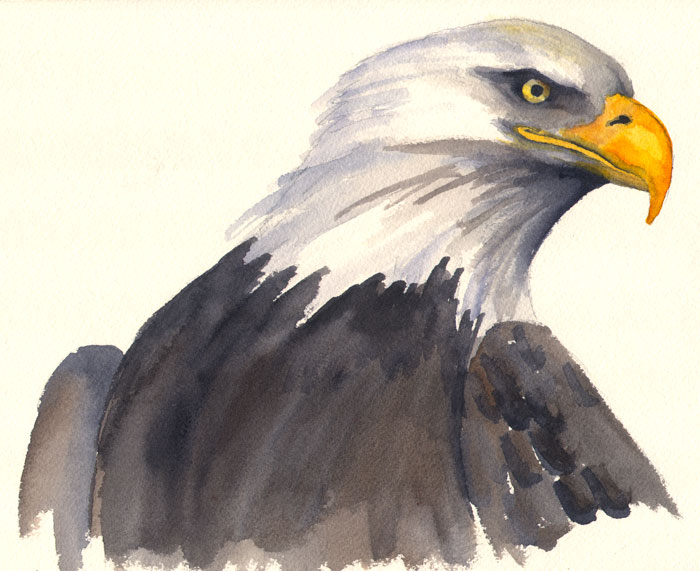 700x571 Red And The Peanut An American Bald Eagle Study
