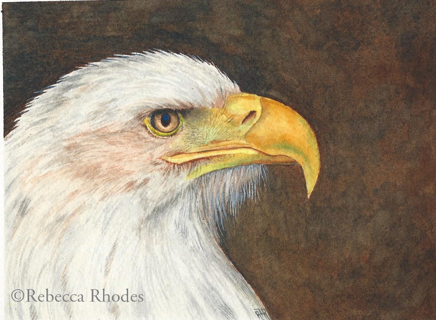 1388x1018 World Watercolor Month Day 4, Bald Eagle