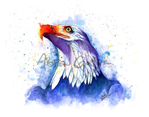 570x448 Bald Eagle Watercolor Art Print Watercolor Painting By Aspen Etsy
