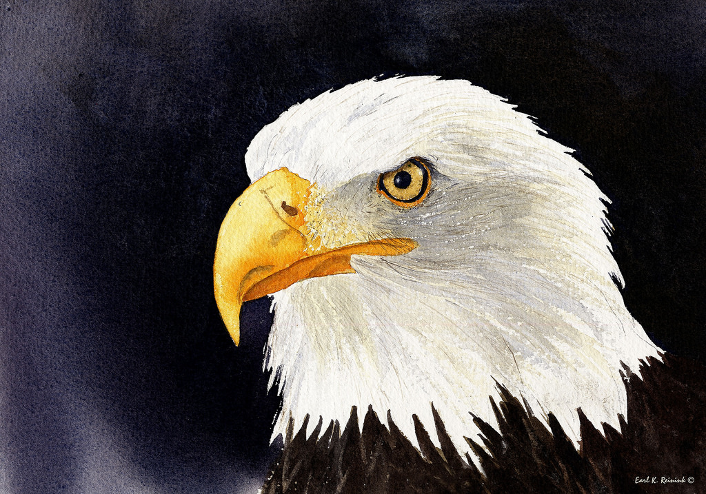 1024x717 Bald Eagle (Watercolor Painting) Someone Asked Whether I