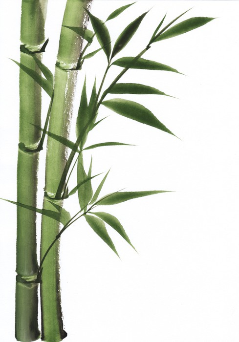 489x700 Watercolor Painting Of Bamboo Wall Mural We Live To Change