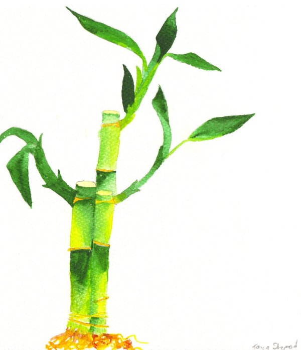 600x697 Watercolor Bamboo By Frost Rot