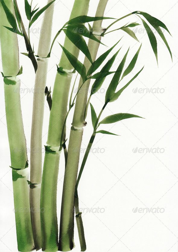 590x834 Watercolor Painting Of Bamboo Art, Artwork, Asian, Background
