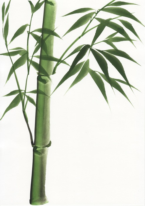 493x700 Watercolor Painting Of Bamboo Wall Mural We Live To Change