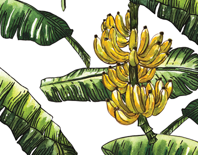 404x316 Banana Leaves With Banana Fruit Watercolor On Behance