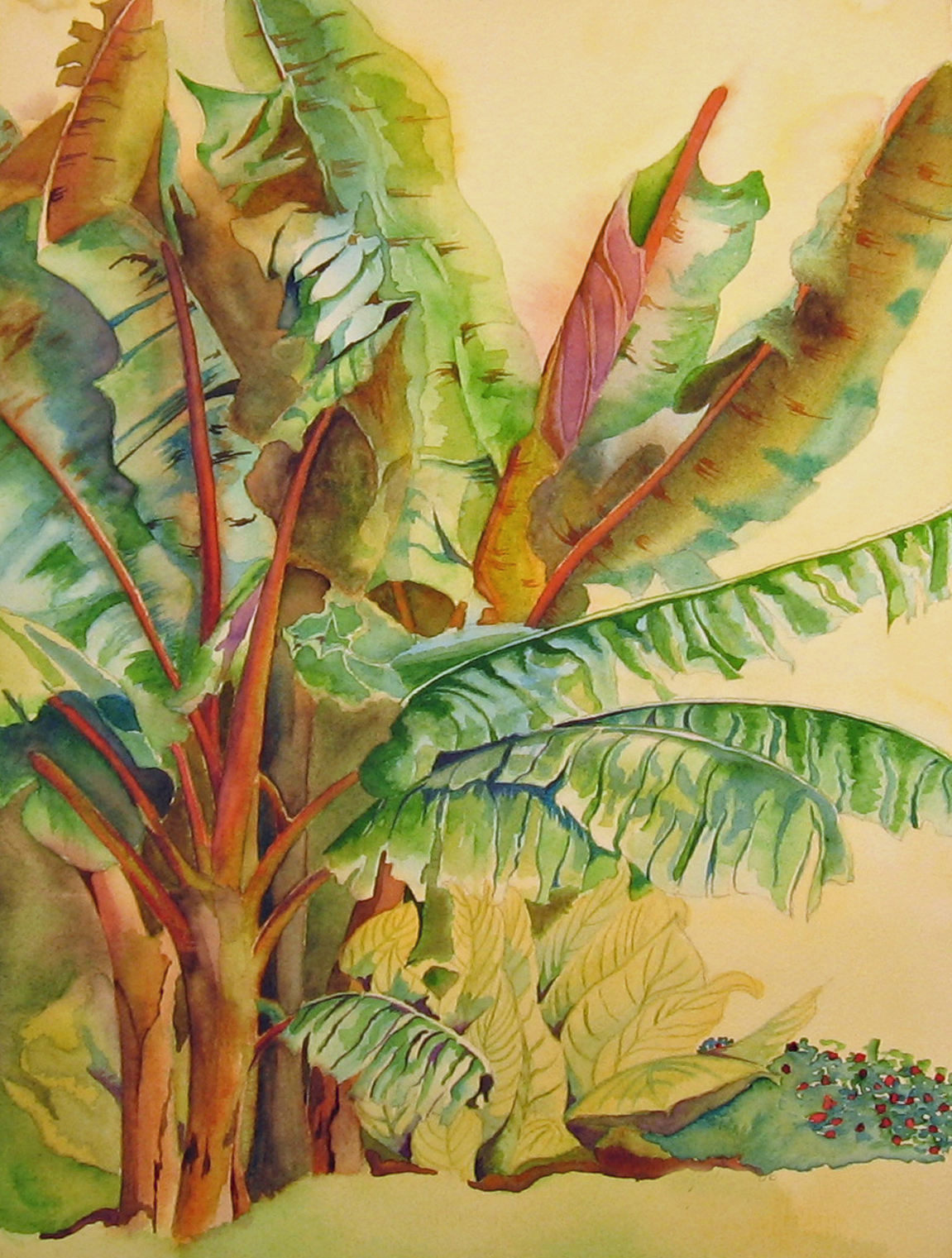 1151x1521 Banana Plant Leslie White