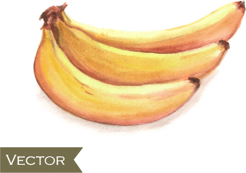 485x341 Hand Drawn Banana Watercolor Vector Free Vector In Encapsulated