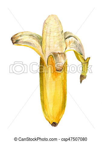 338x470 Ripe Opened Banana. Watercolor Image Of Ripe Opened Banana.