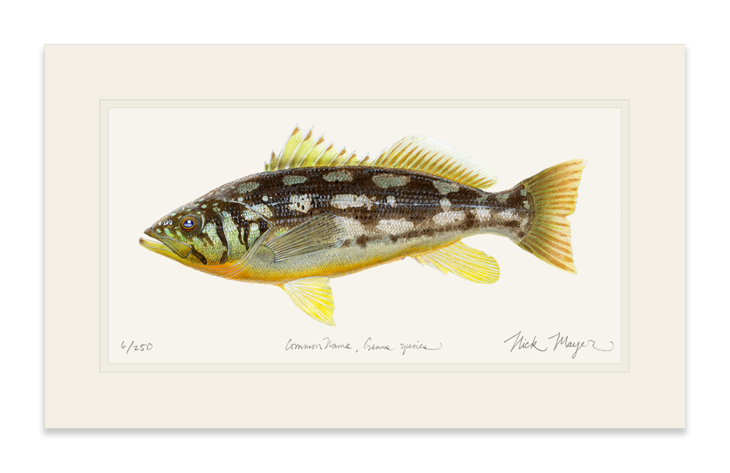 1023x664 Collection Of Free Bass Drawing Watercolor. Download On Ubisafe