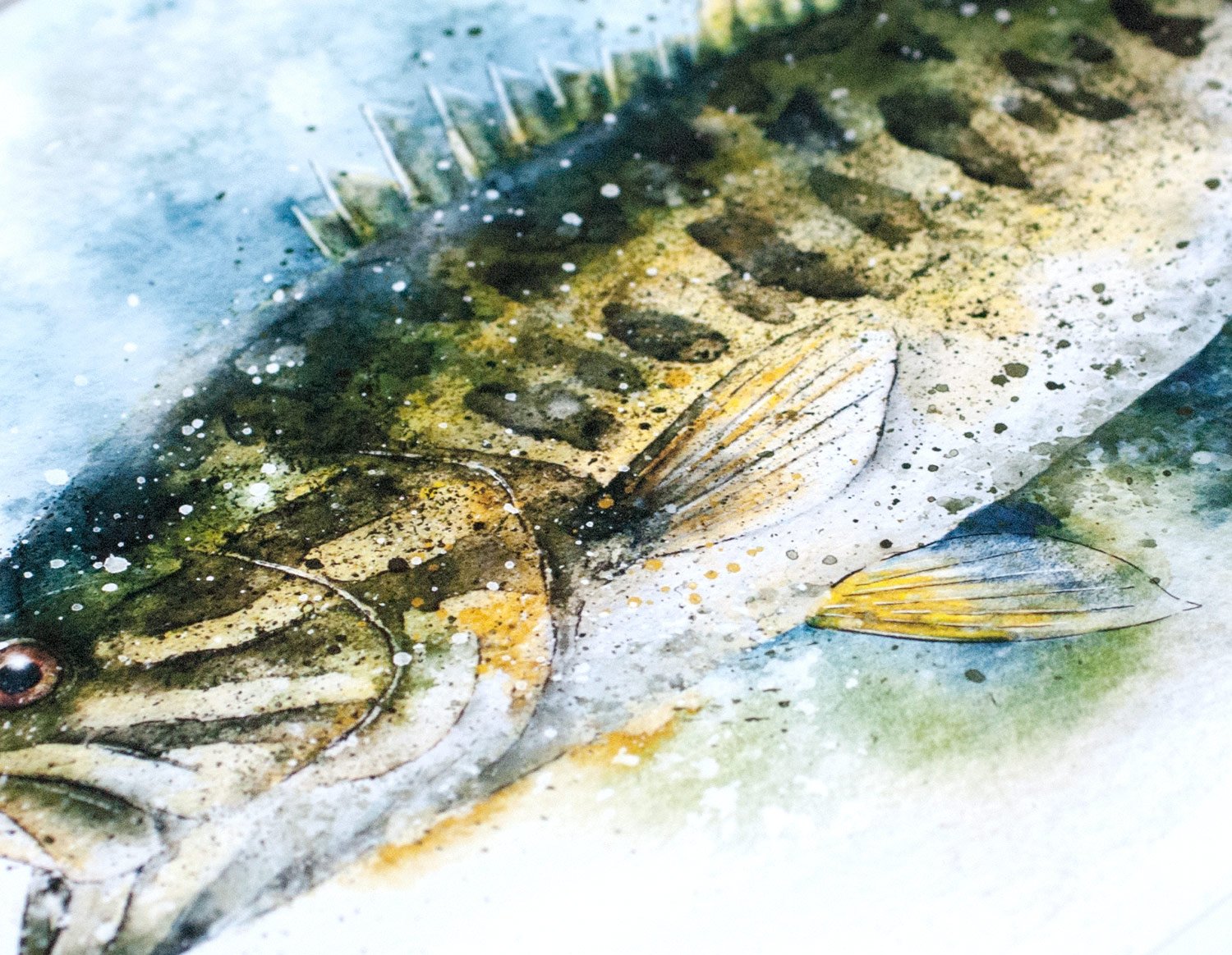 1500x1164 Guadalupe Bass Watercolor Nathan Brown Art