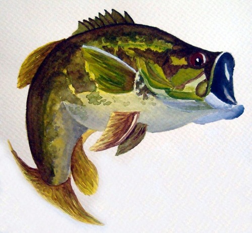 500x462 Largemouth Bass, Watercolor John Calvin