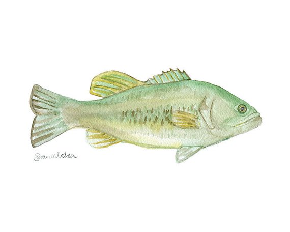 570x456 Largemouth Bass Watercolor Print 6x4 In Fishing Art Etsy