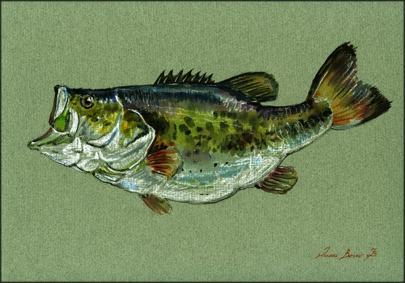 800x559 San Martin Arts Crafts American River Fishes The Largemouth