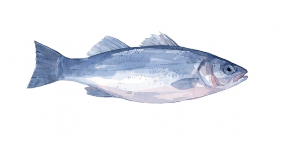 565x286 Sea Bass Fish Watercolor David Scheirer Watercolors