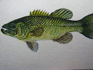 300x225 Watercolor Painting Bass Fishing Fish Aceo Art Ebay