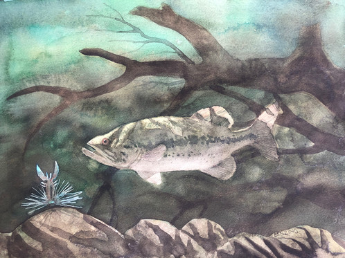 498x373 Bass Vs Jig Original Watercolor