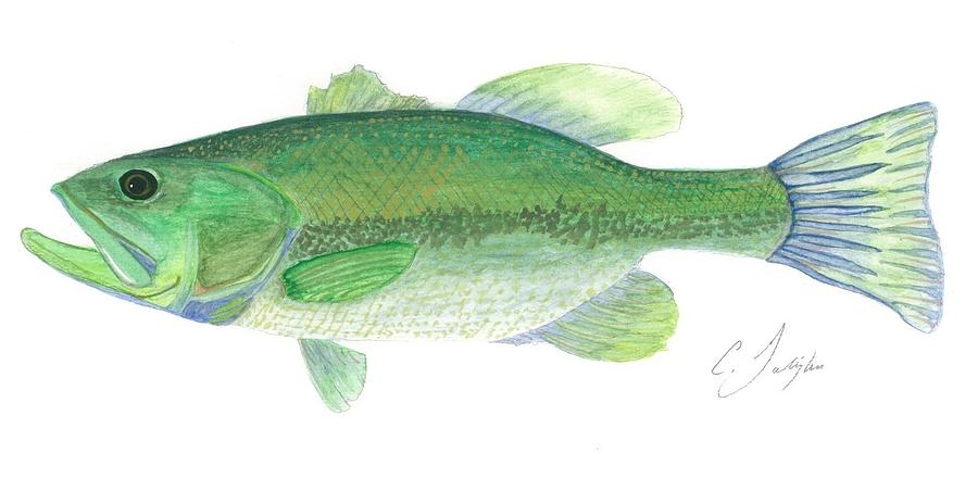 900x440 Bass Watercolor Painting Painting By Christian Galligher