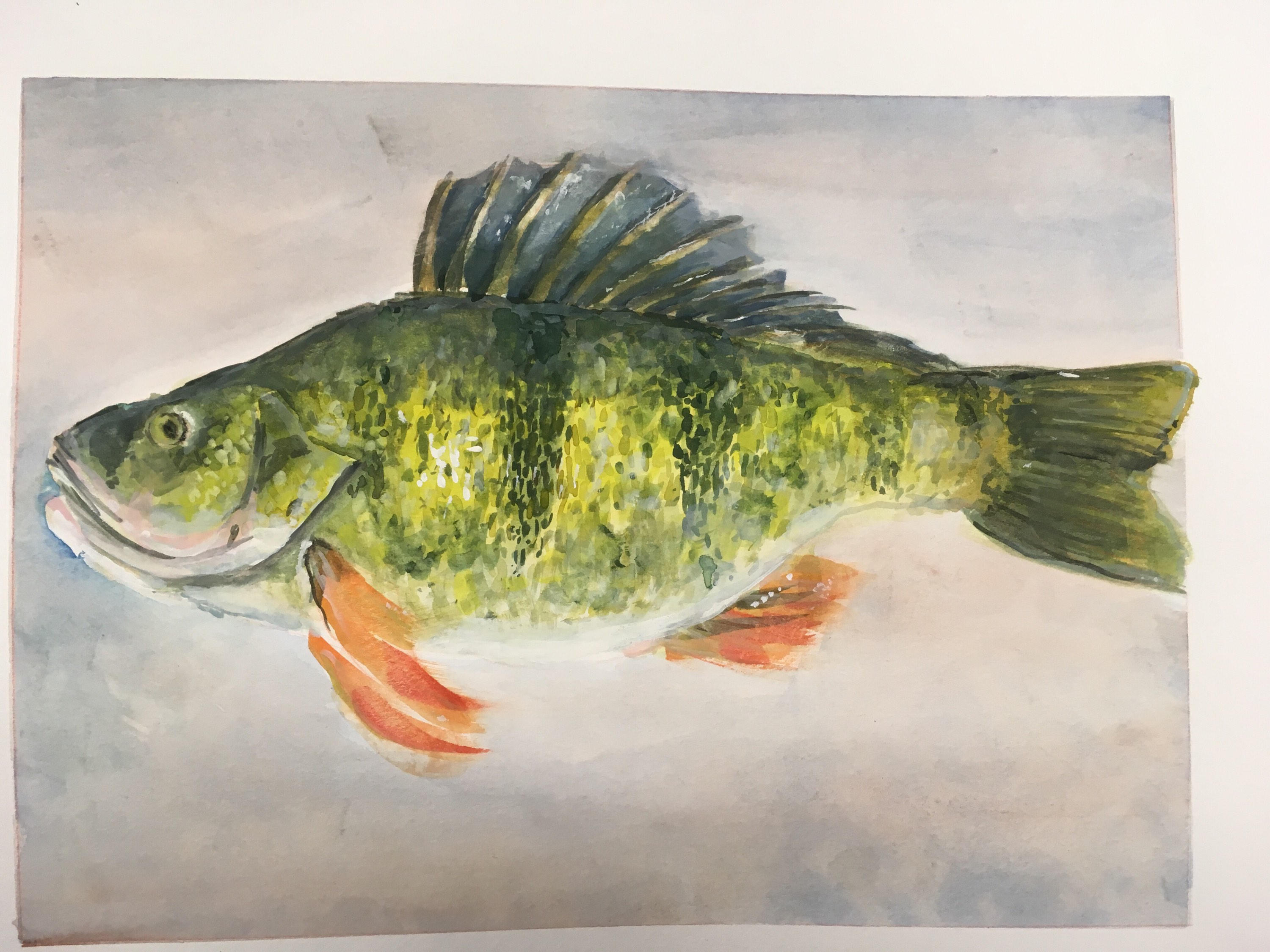 3000x2250 Bass Watercolor Drawing Etsy
