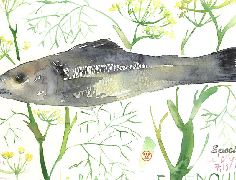 800x611 Bass With Dill Original Watercolor Painting 11x15 Food Artwork