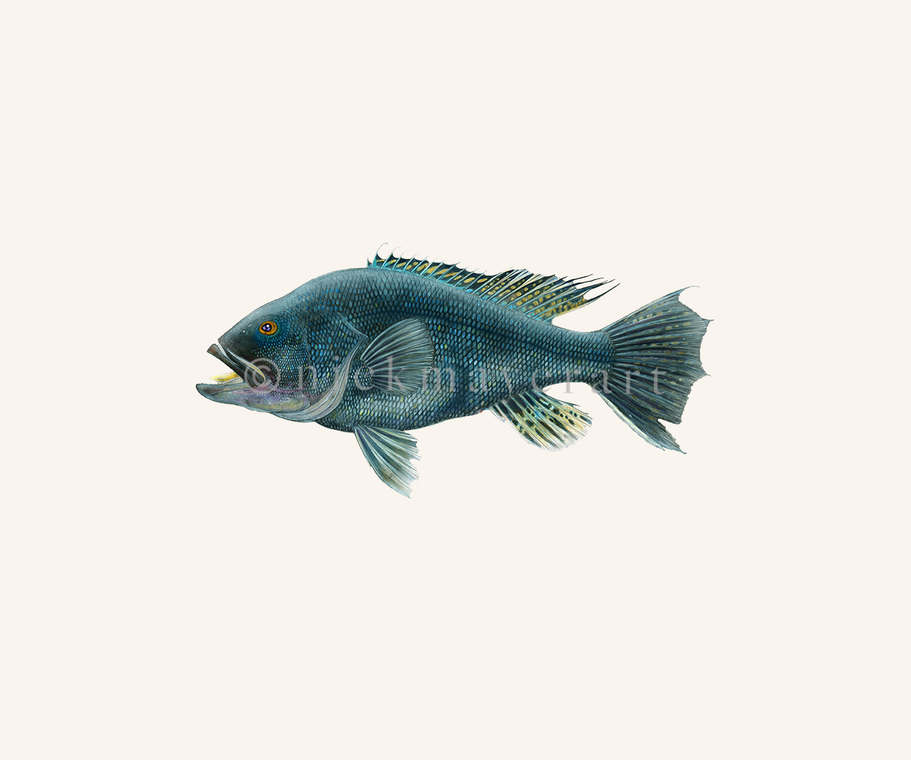 1321x1103 Black Sea Bass Original Watercolor Painting Nick Mayer Art