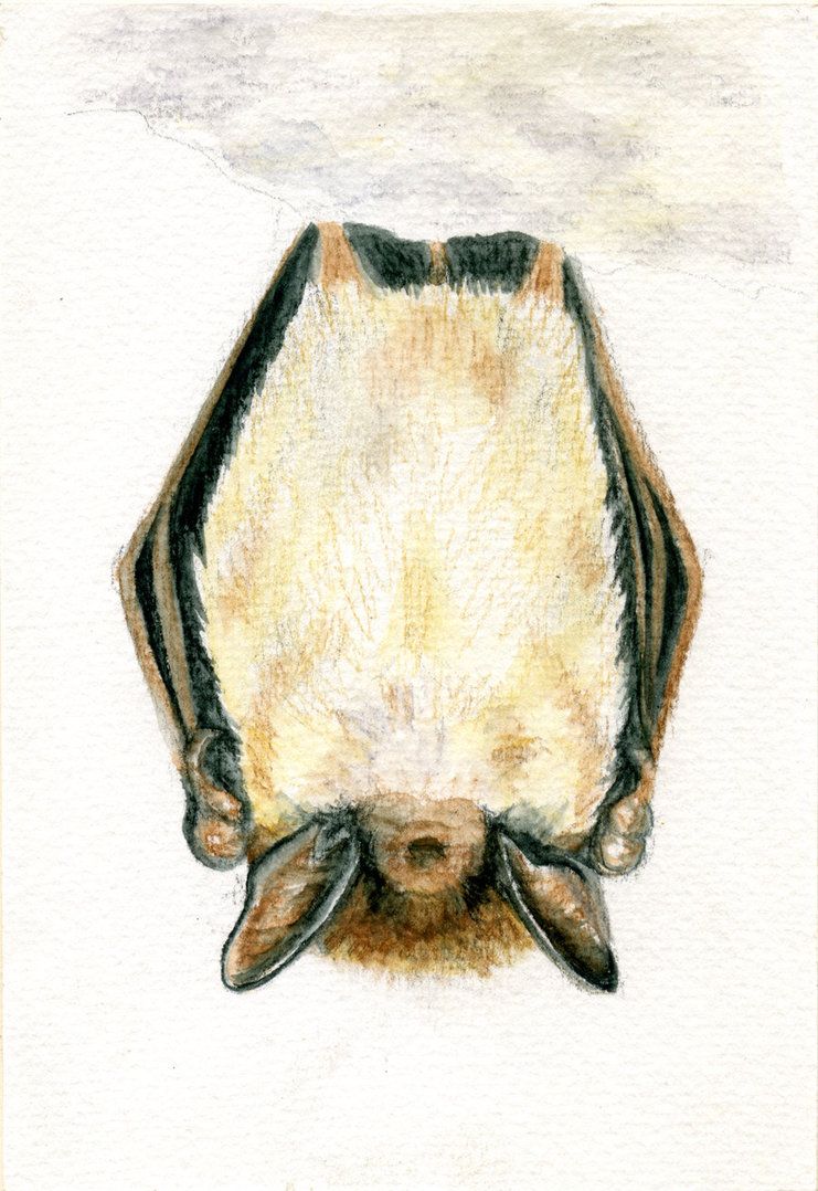 741x1078 Little Brown Bat Watercolor By Creturfetur To Paint
