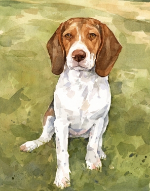 296x377 Beagle Watercolor David Scheirer Watercolors