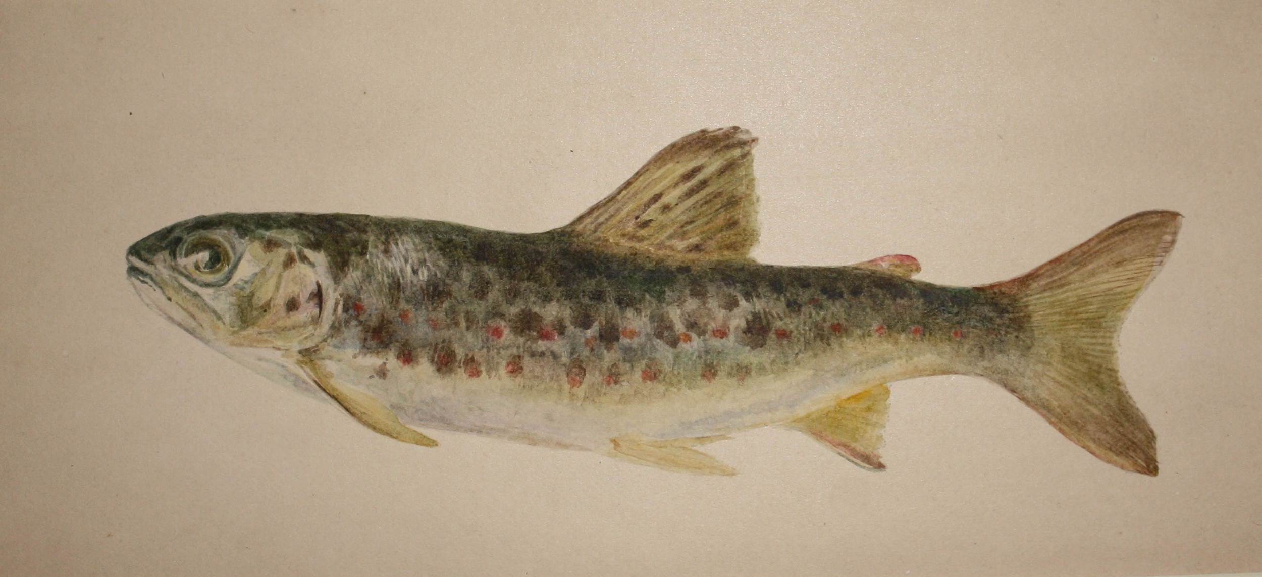 2500x1143 Beatrix Potter. Watercolor Of A Trout. The Charming Little Bunny