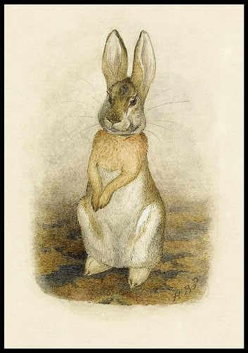 352x500 Bibliodyssey Beatrix Potter Rarities