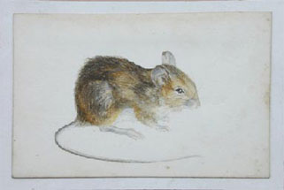 321x215 Watercolours