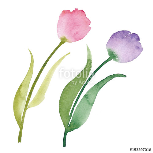 500x500 Beautiful Watercolor Tulips. Watercolor Flowers Isolated On White