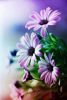 236x352 495 Best Art Watercolor Flowers Images Watercolor