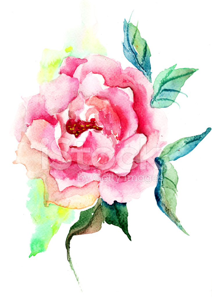 729x1024 Beautiful Roses Flowers, Watercolor Painting Stock Vector