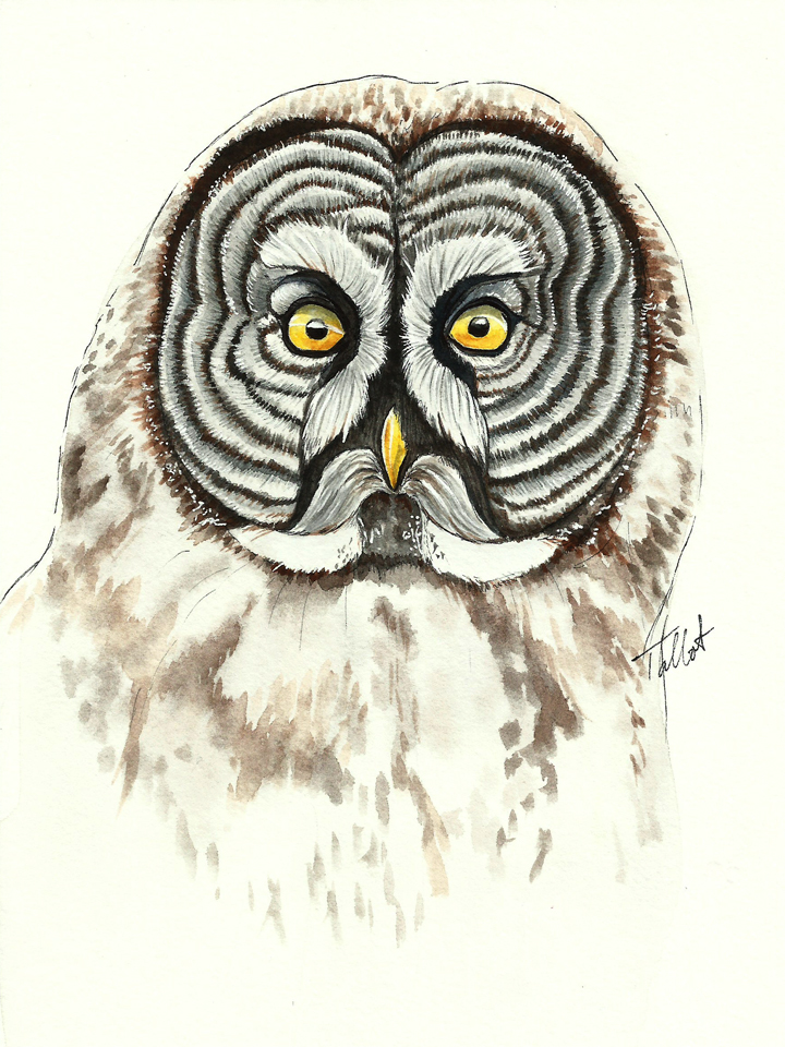 720x960 Bee Watercolor Paper