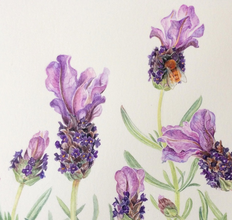 900x855 Botanical Sketches And Other Stories Watercolour Paper Review