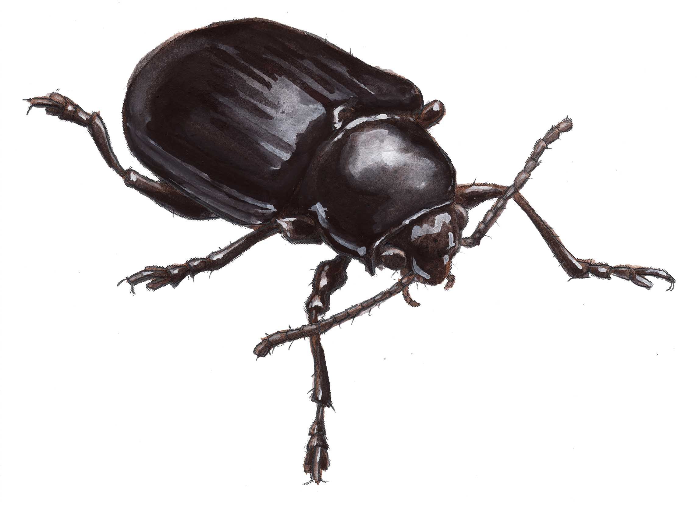 2294x1668 How To Draw Insects Shiny Vs. Dull Textures