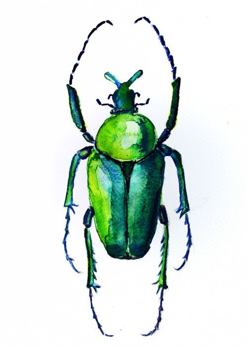 500x700 Image Result For Beetle Watercolor Drawing Drawing Drawing