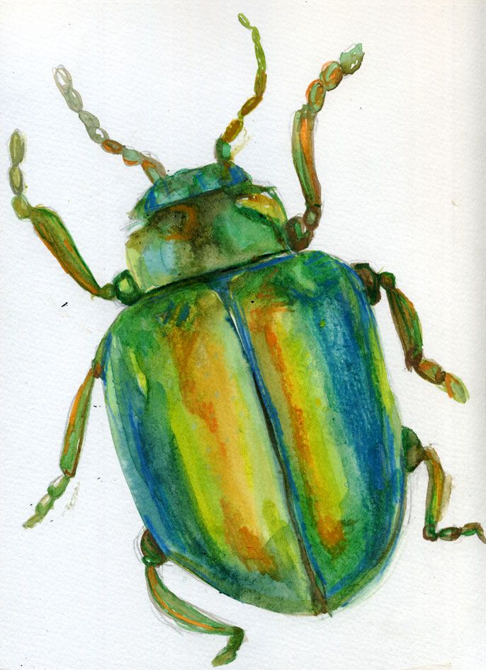 686x946 Image Result For Beetle Watercolor Nature Journal